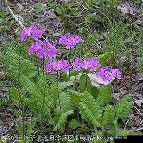 樱花草无码专区日本：探寻独特魅力之所在