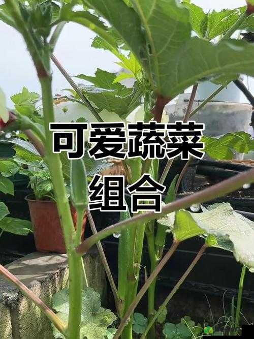 草莓香蕉丝瓜秋葵香草的奇妙组合与独特风味