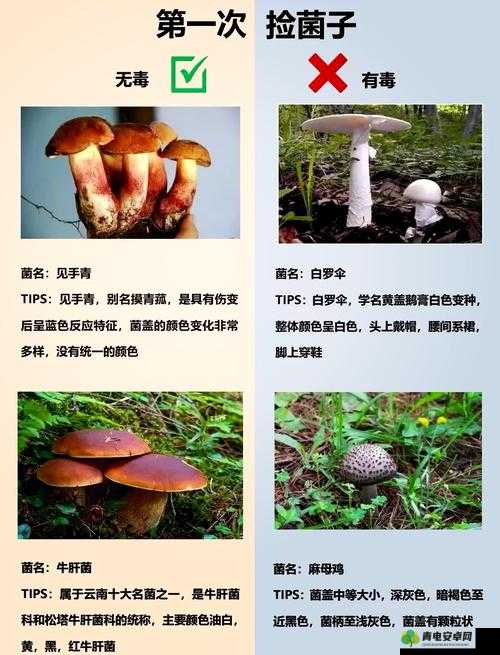 蘑菇还有哪些一级片的相关精彩内容及深入探讨