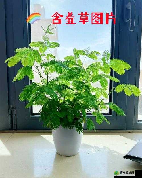 含羞草在线视频：探索植物的奇妙世界