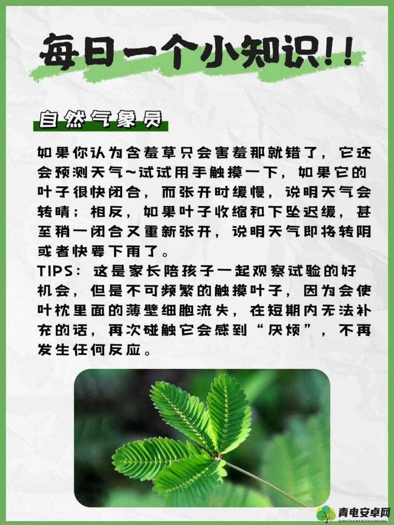 含羞草的茎在早晚呈现出的奇妙特点：令人称奇的自然现象