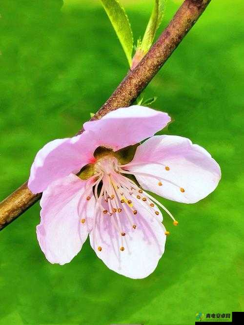 桃花社区在线观看完整版内容丰富：带你领略更多精彩世界