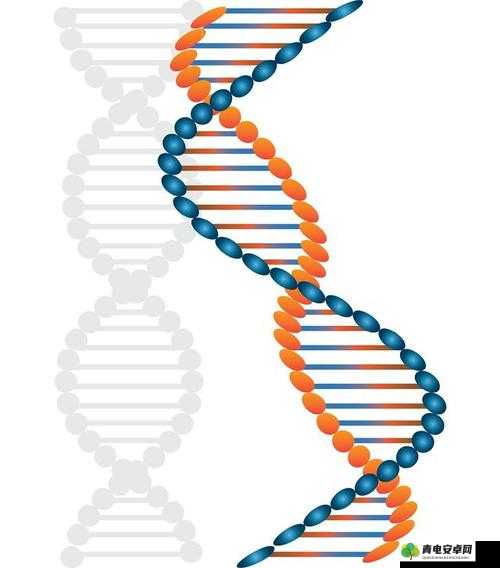 母亲的 DNA 和儿子的 DNA 是一样的吗：深入探究基因遗传差异