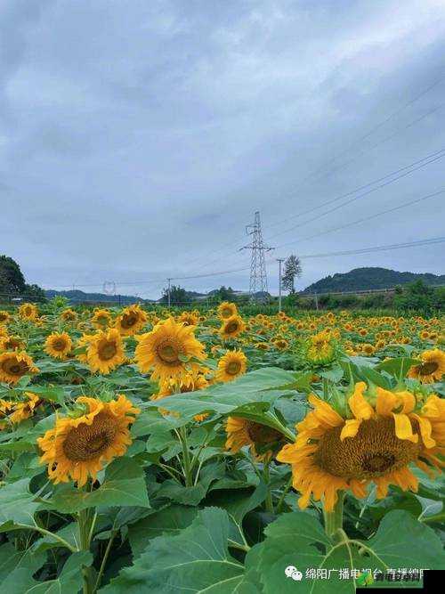 安卓手机必备的视频播放神器：草莓视频、丝瓜视频、黄瓜视频、向日葵视频