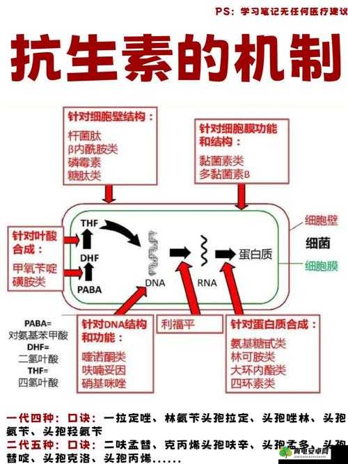 药效 1V2HPO：对人体健康的影响及作用机制探讨