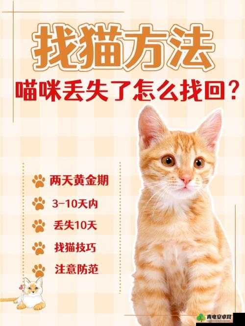 猫咪找不到了究竟该怎么办呢