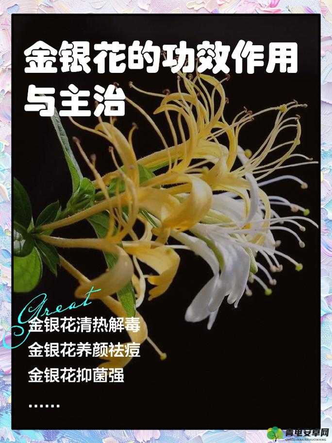 双管齐下 TXL 金银花的独特魅力与功效探讨