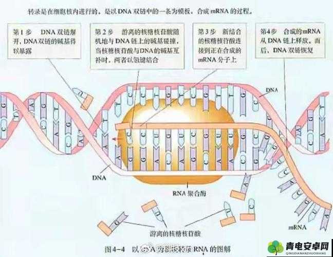 RNA 与 cDNA 杂交在基因表达研究中的关键作用及应用前景