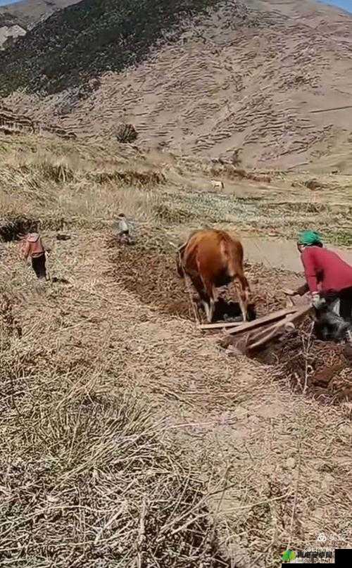 耕种妈妈那片肥沃土地，开启别样田园生活